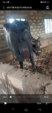 ભેંસ વેસવા ની છે