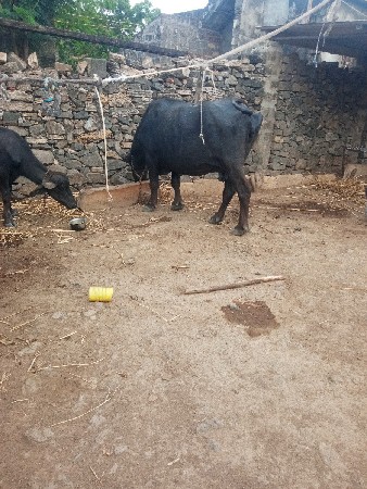 4વેતર  1મહીનાનીવાત
5લીટર