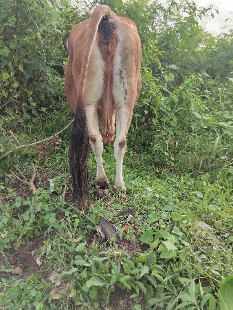 દેશી કુરસીંગ ગાય વેચવાની