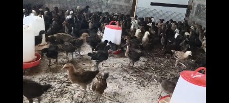 દેશી મુર્ગી ના બચા