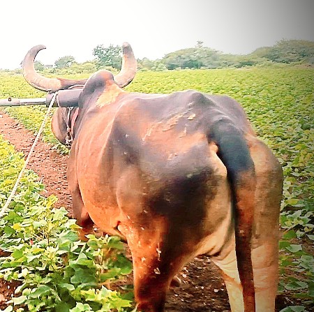 વઠીયારા. બડદ