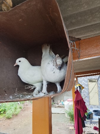 ફૂલ ચોંટી મોજા વારી જોડી