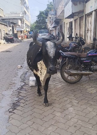 જર્સી ગાય વેચવાની છે