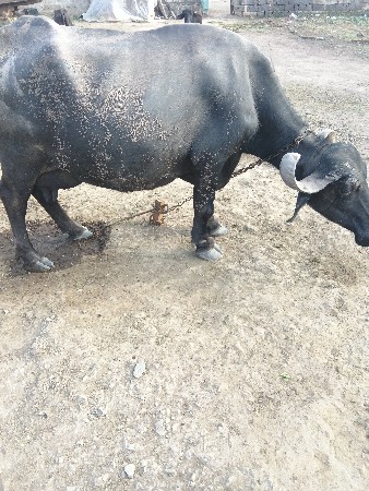 ભેંસ વેચવાની છે