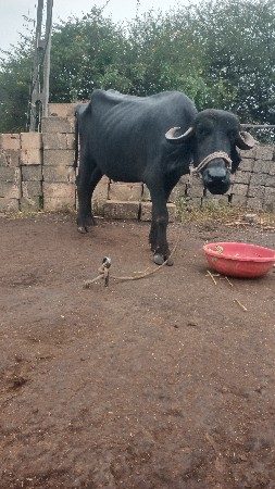 2 જુ વેતર 6 દિવસ કાચી
