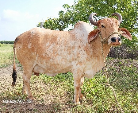 ગાય વેચવાની