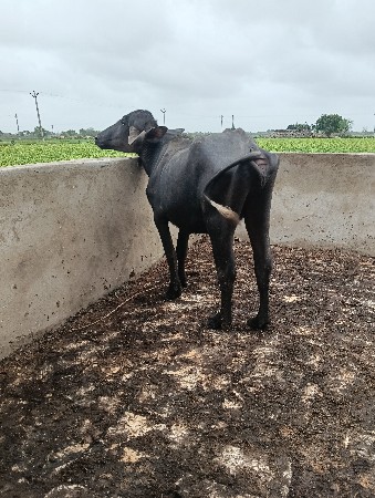 ખલેડી આપવા ની છે