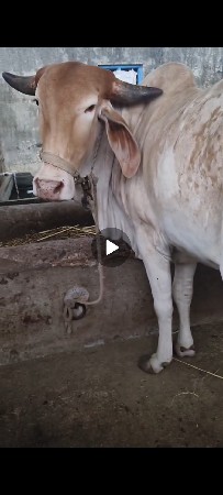 વોડકી વેસ્વા ની સે