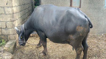 ભેંસ વેચવાની છે