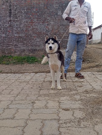 husky mel vechvanu che