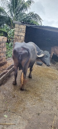 ભેંસ વેચવાની છે