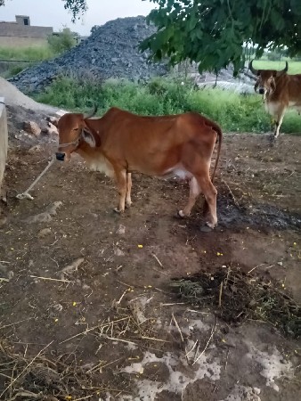 ગાય