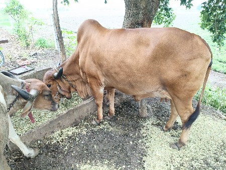 2 જુ વેટર