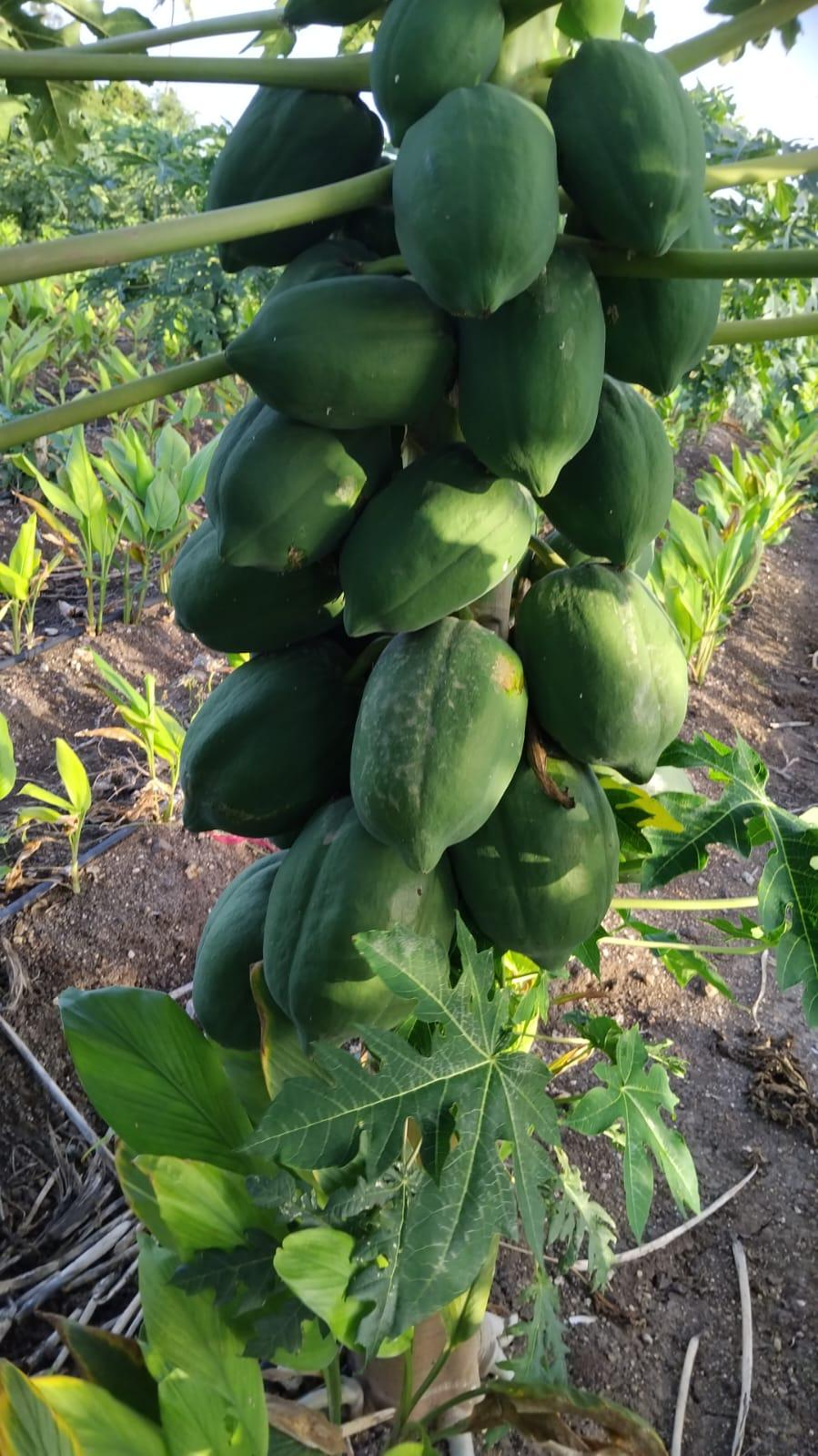 કાચા પપૈયા