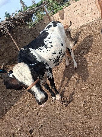 વેસવાનીસે