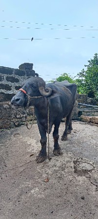 ખડેલું વેચવાનું છે