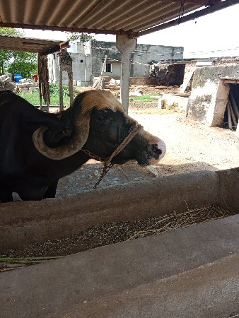 ભેંસ વેચવાની છે