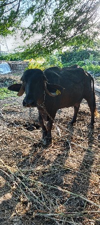 ભેંસ વેચવાની છે
