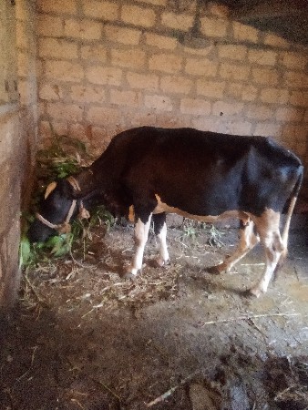 ગાય