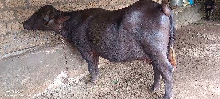 90161 62503 ભેંસ વેહવાની જાફરી