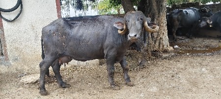 ભેંસ વેચવાની છે પેલું વેતર છે