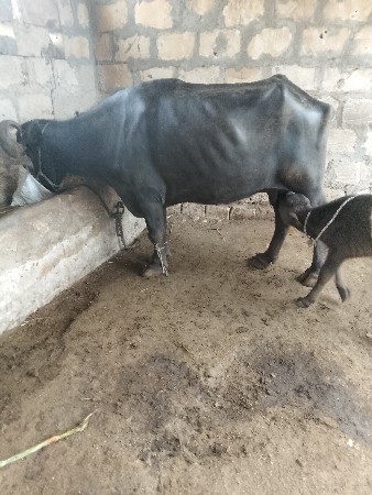 ભેંસ વેચવાની છે