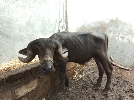 પાડો