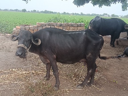 ભેસ વેચવાની છે