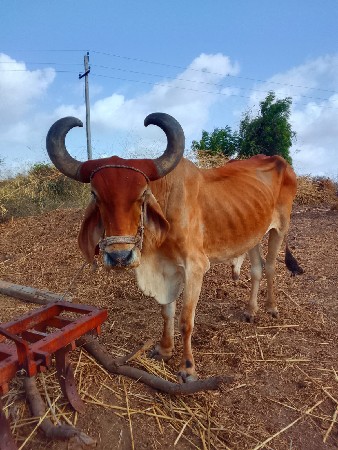 બરધરદેયદેવાસે
