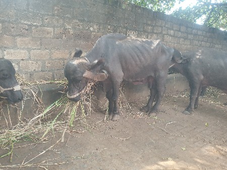 3 લિટર દુધ છે