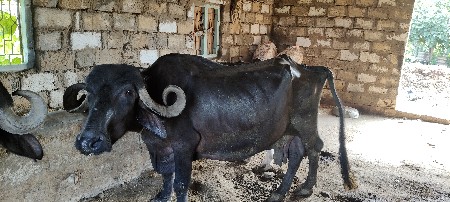 ભેશ વેસવાની છે