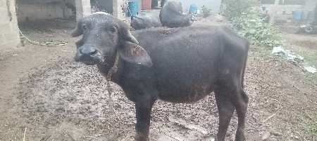 પાડો વેચવાનો છે