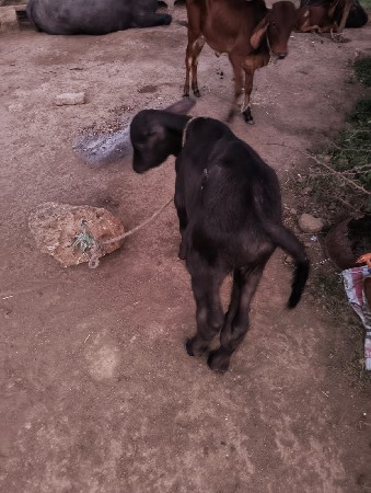 ૧૦ દિવસ નો પાડો વેચવાનો છે