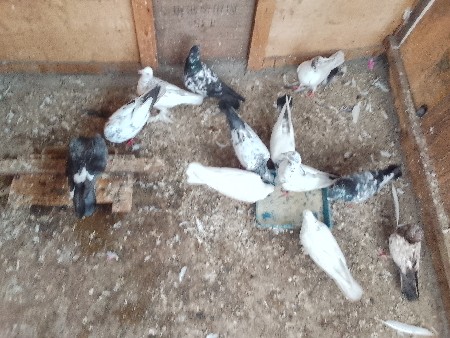 ભવમાં દઈ દેવાના છે