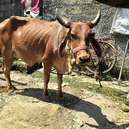 ગામ કાઠીનું જયપુર ગાય દેવાની છે