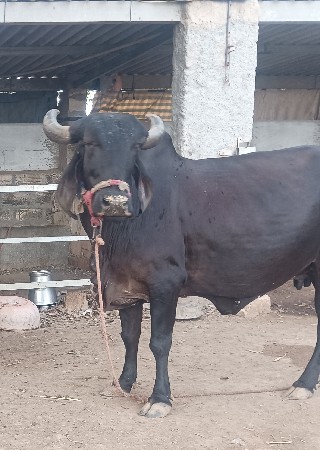 ગીર કાળી ગાય