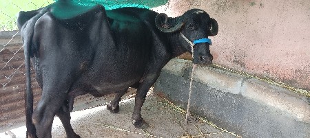 ભેંસ વેચવાની છે