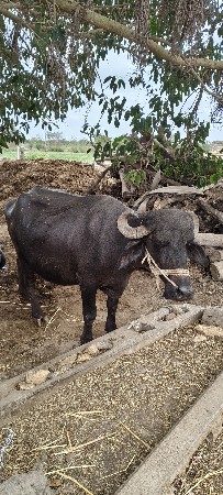 pelu vetar khdelu