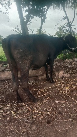 આ ગાય વૅસવાનીસૅ