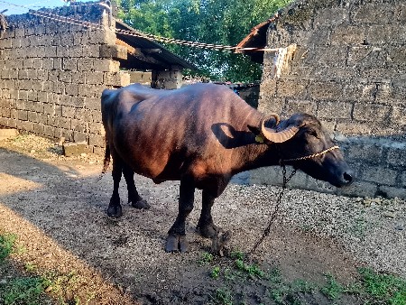 ભેંસ વેચવાની છે