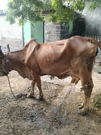 ગાય મફતમાં આપી દેવાની છે