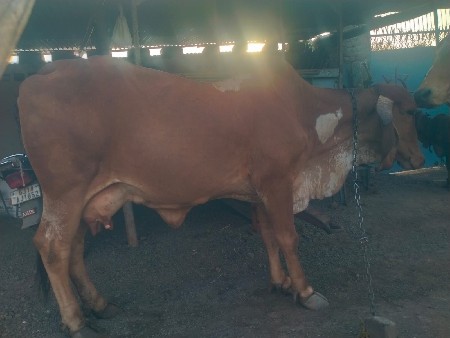 ગાય વેચવાની છે