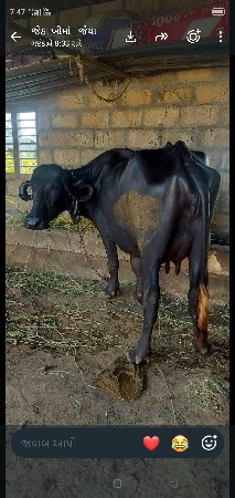 ભેસ વેચવાની છે