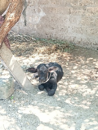બે પાડી યું છે