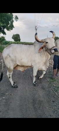 બળદ વેચવાનો છે