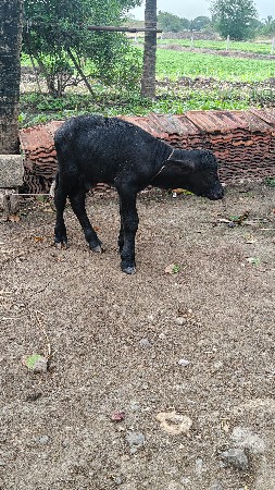 પાડો‌ વેચવાનો છે