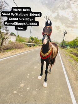 ghodi