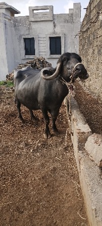 ભેંસ વેચ વાની છે