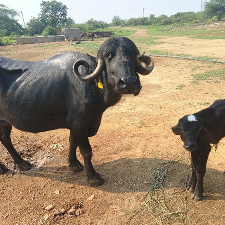 ભેંસ વેચવાની છે