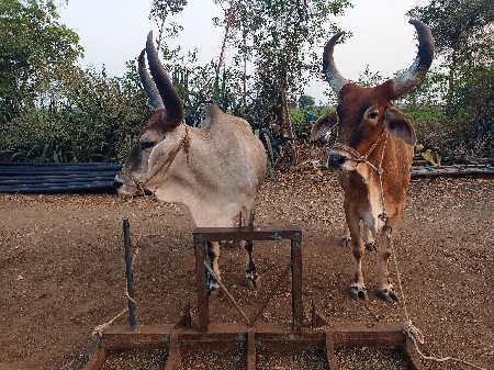 બળધવેશવાનાછે